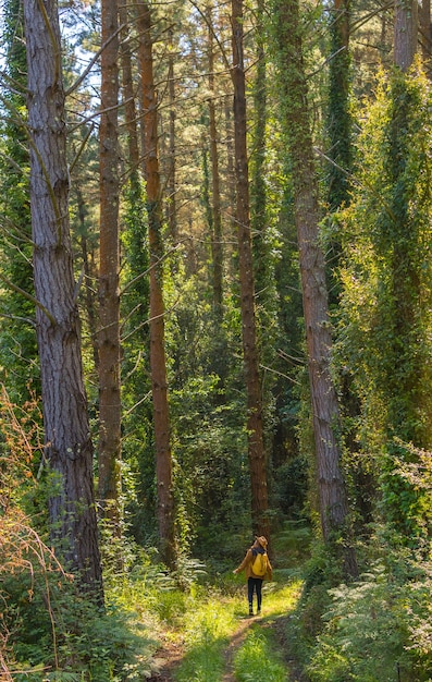 Waldkiefern und eine junge Frau darunter, die nach oben schaut