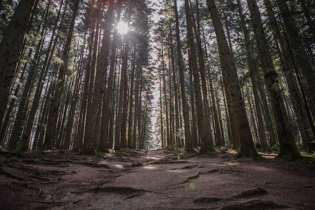 Waldlandschaft, Bäume und schmaler Pfad beleuchtet von weichem Sonnenaufgangslicht. Naturhintergrundlandschaft