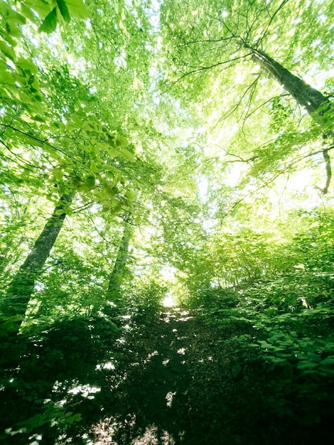 Waldlandschaft Grüner weitläufiger Wald