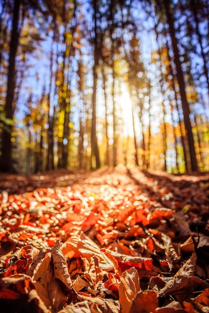 Waldlandschaft im Herbst Bunte Blätter und positive Atmosphäre