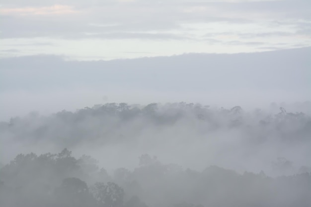 Waldlandschaft im Nebel