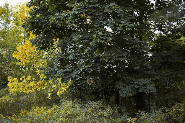 Waldlandschaft im warmen Herbst