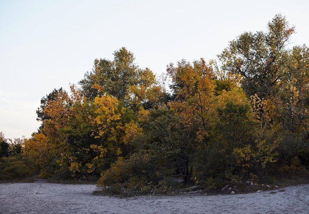 Waldlandschaft im warmen Herbst