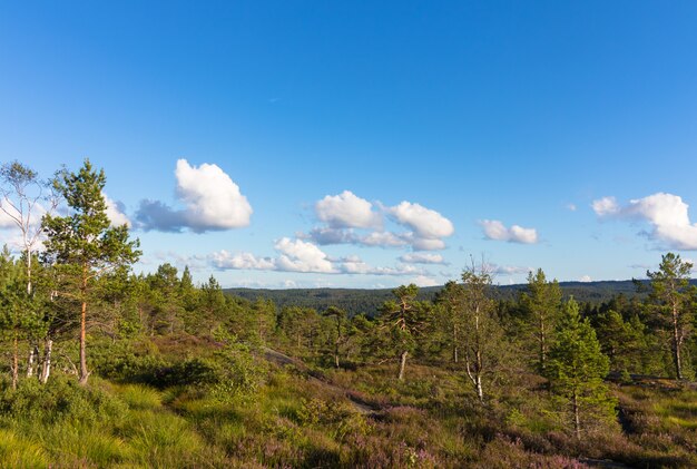 Waldlandschaft in Norwegen mit blauem Himmel