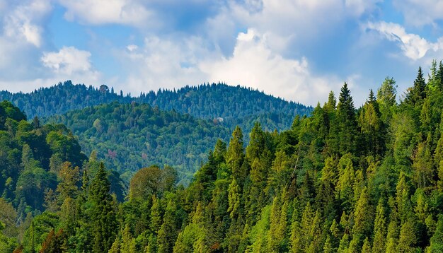 Waldlandschaft mit Bergen und Bäumen