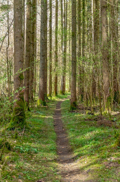 Waldlandschaft mit Fußweg