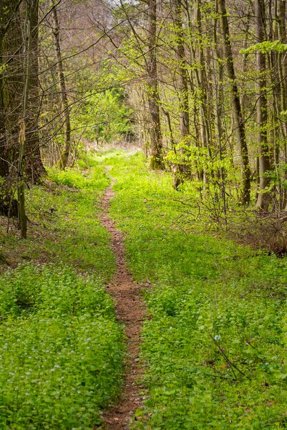 Waldlandschaft mit Fußweg