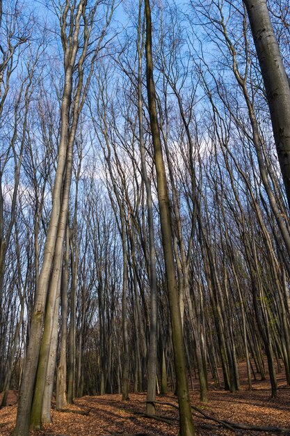 Waldlandschaft mit kahlen Laubbäumen Natur