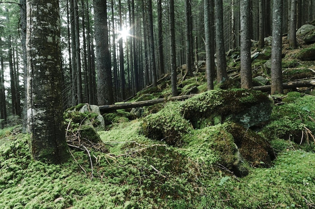 Waldlandschaft mit Moos auf den Felsen. Tannenbäume