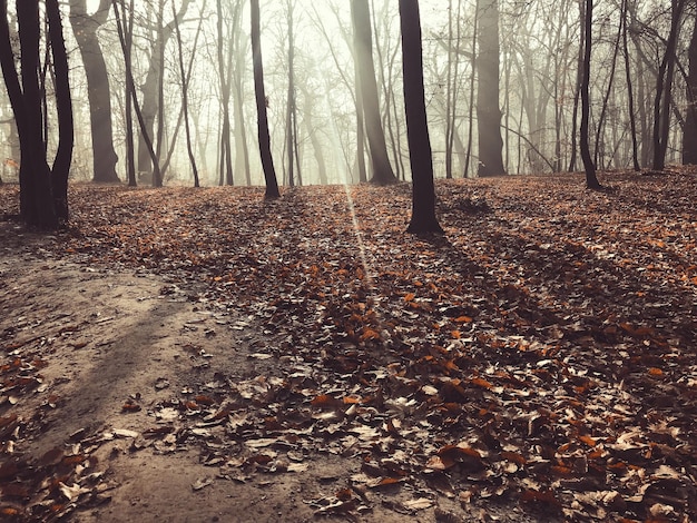 Waldlandschaft mit Nebel und Laub in der Herbstsaison