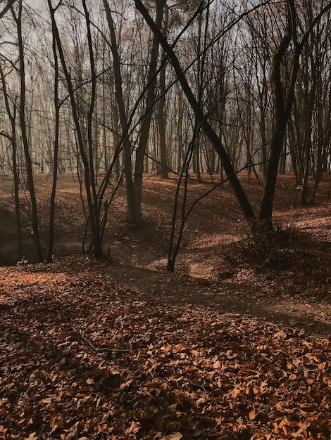 Waldlandschaft mit Nebel und Laub in der Herbstsaison