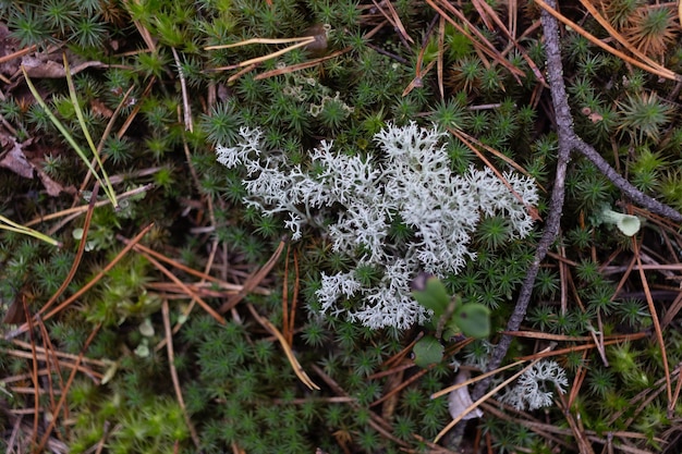 Waldlandschaft mit Pilzen und Moos