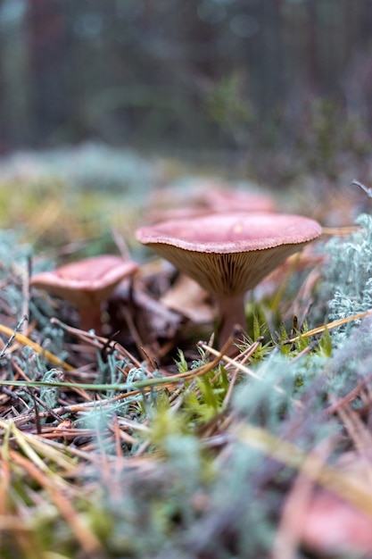 Waldlandschaft mit Pilzen und Moos