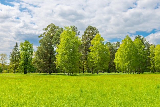 Waldlandschaft und grünes Feld