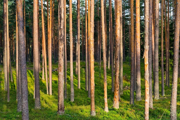 Waldlandschaft und lange Stämme großer hoher Kiefern für einen abstrakten natürlichen Hintergrund