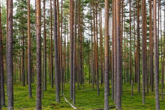 Waldlandschaft und lange Stämme großer hoher Kiefern für einen abstrakten natürlichen Hintergrund