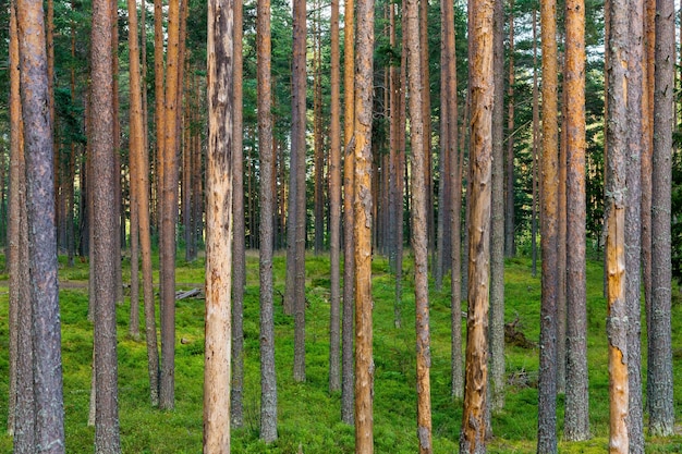 Waldlandschaft und lange Stämme großer hoher Kiefern für einen abstrakten natürlichen Hintergrund
