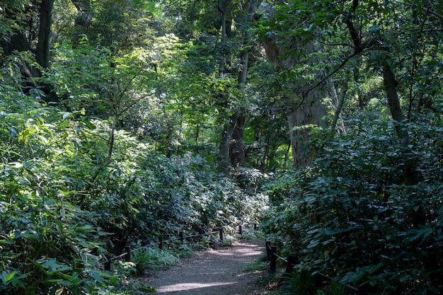 Waldlandschaft und Promenade voller frischem Grün