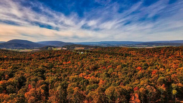 Waldlandschaft unter bewölktem Himmel und Sonnenlicht auf dem Land