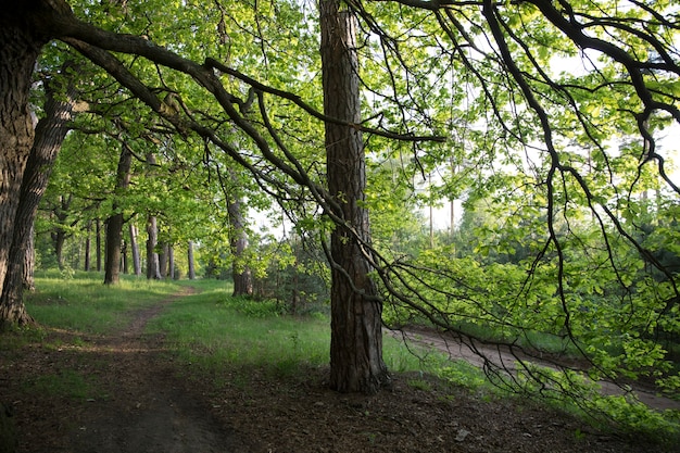 Waldlandschaft zwischen den Eichen