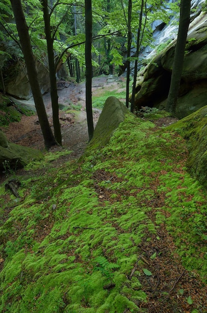 Waldlandschaft