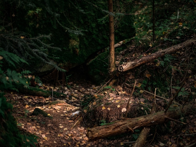 Waldlichtung mit Nadelbäumen.