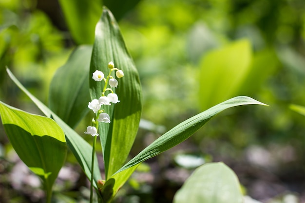 Waldmaiglöckchen im Frühjahr