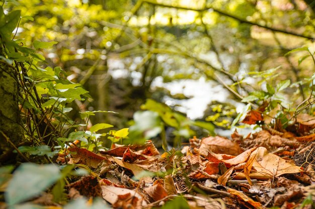 Waldnahaufnahme mit Herbstlaub