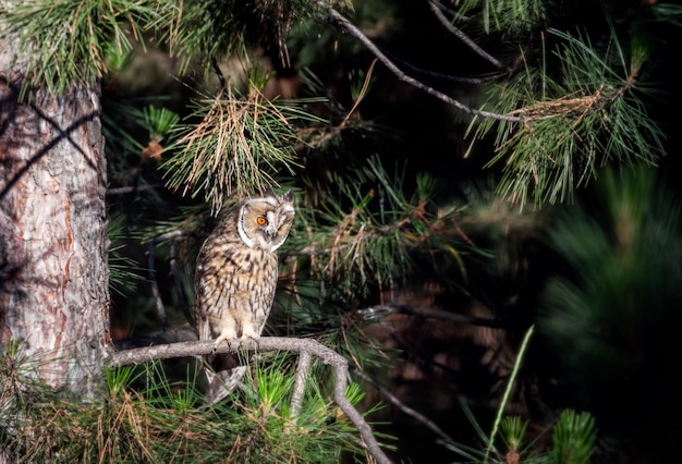 Waldohreule im Wald