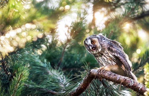 Waldohreule im Wald