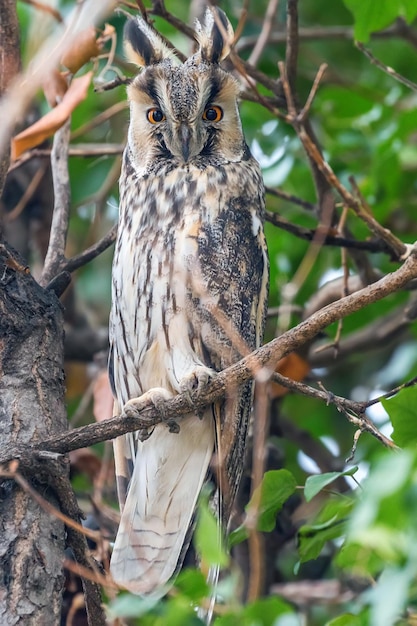 Waldohreule sitzt auf einem Baum (Asio Otus)