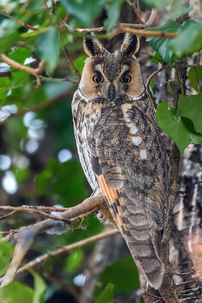 Waldohreule sitzt auf einem Baum (Asio Otus)