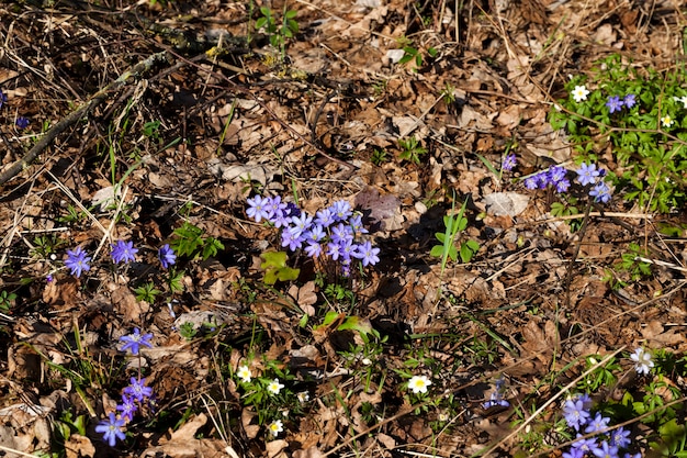 Waldpflanzen im Frühling im Wald, die ersten blauen Waldblumen in der Frühlingssaison