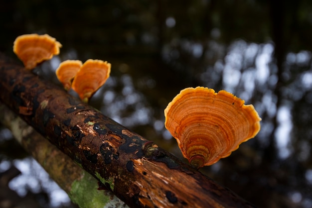 Waldpilz auf holz im naturdschungel - wildpilzrot im freien im herbst