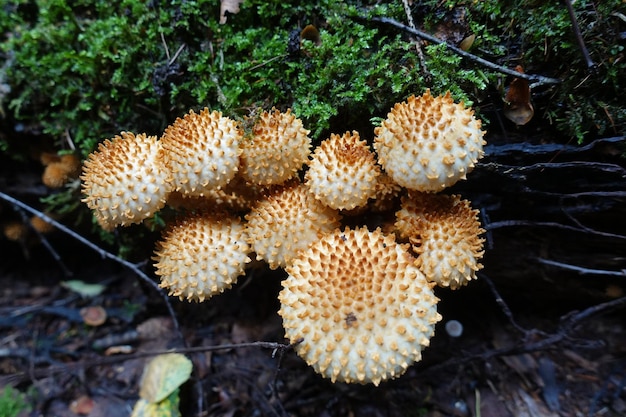 Waldpilze. Es ist Herbstzeit zum Pilzesammeln. Russland Wald