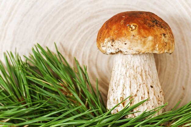 Waldpilze hautnah. Steinpilze auf hölzerner struktureller Oberfläche.