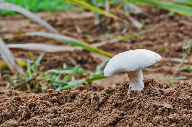 Waldpilze im Gras