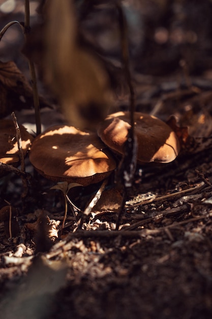 Waldpilze im Wald