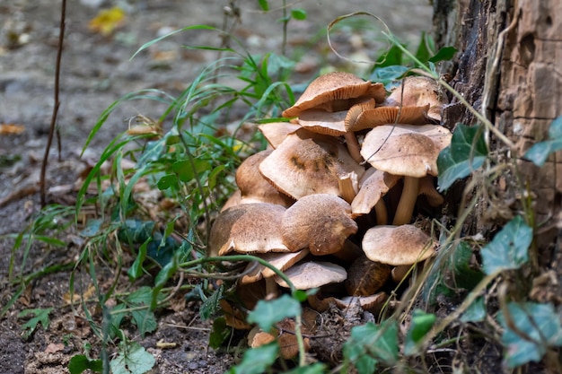 Waldpilze wachsen an den Wurzeln der Bäume