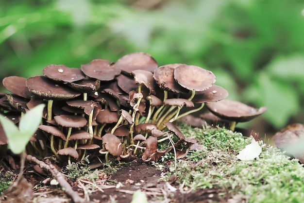 Waldpilze wachsen auf Baumstumpf mit grünem Moos.