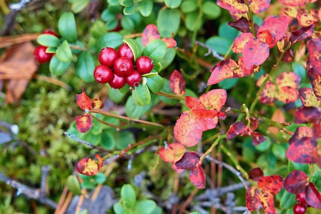 Waldpreiselbeere mit Pflanzen und Grasnahaufnahme für abstrakten natürlichen Hintergrund