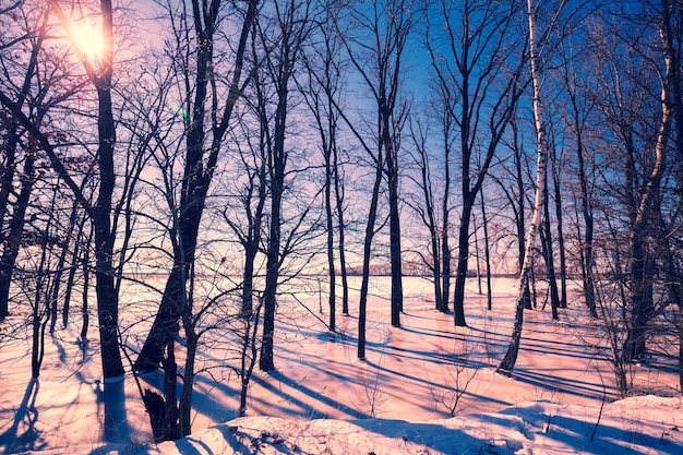 Waldrand im winter. auwald. bäume im gefrorenen wasser bei sonnenuntergang