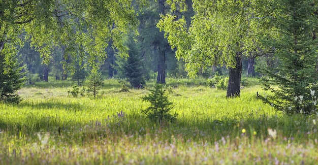 Waldrasen, Sommermorgen