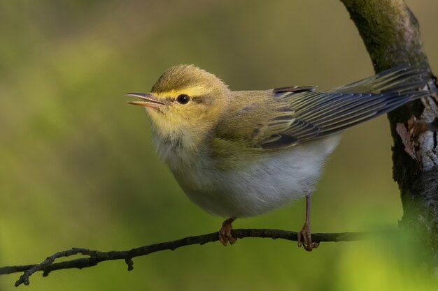 Waldsänger (Phylloscopus sibilatrix), der auf einem Ast im Wald sitzt.