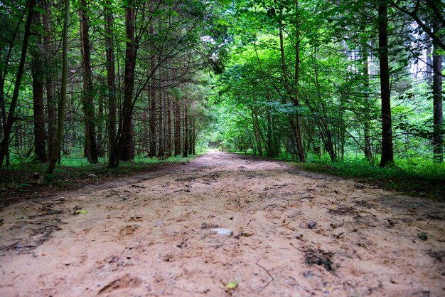 Waldsandstraße durch den grünen Wald