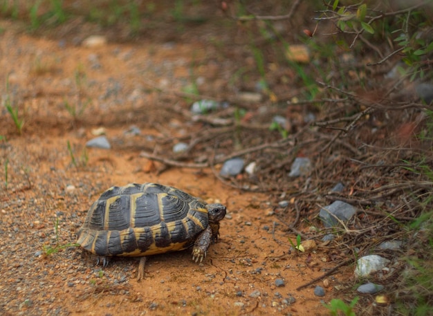 Waldschildkröte auf der Straße im Wald in Griechenland