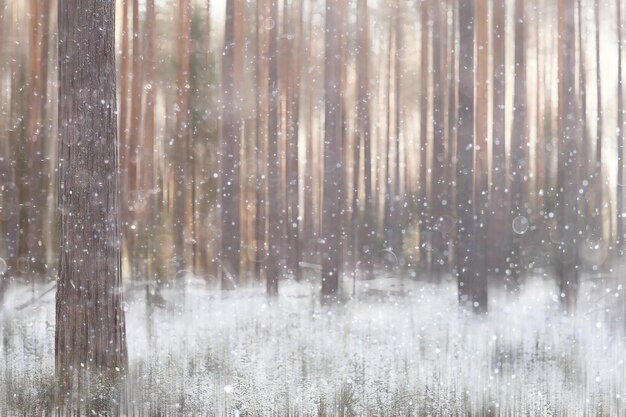 Waldschnee verschwommener Hintergrund / Winterlandschaft schneebedeckter Wald, Bäume und Äste im Winterwetter