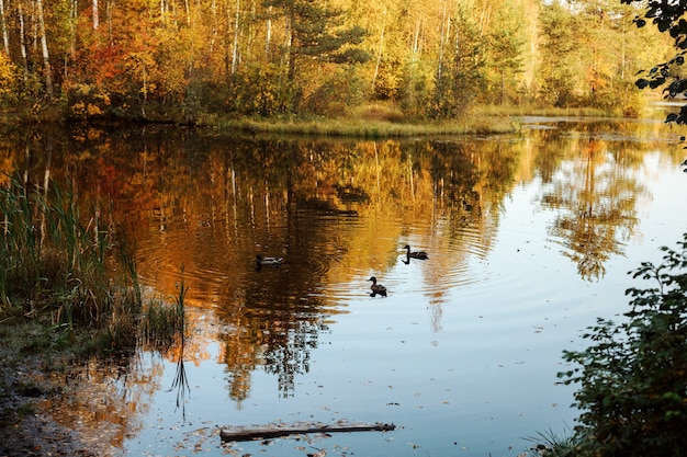 Waldsee mit Enten darauf, Baumreflexionen auf dem Wasser, Herbstzeit.