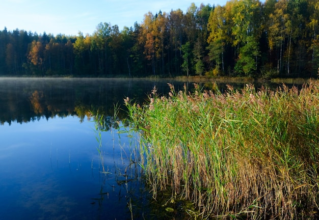 Waldsee