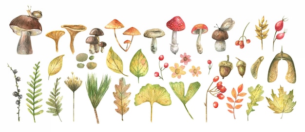 Waldset - Beeren, Kräuter, Blätter, Pilze, in Aquarell auf weißem Hintergrund gemalt.